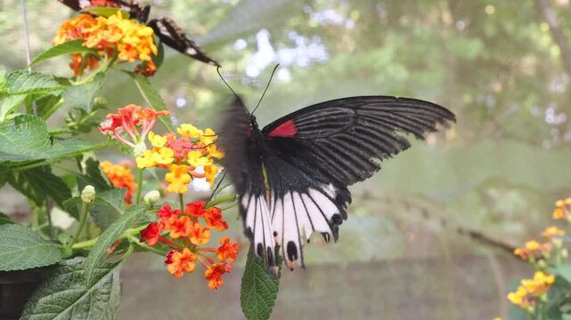 Great Mormon butterfly (Papilio memnon agenor) with black and white wings and red spots is feeding on lantana flowers in a garden in Thailand, showcasing the beauty of nature.