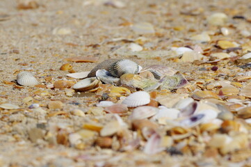 shells from the beach
