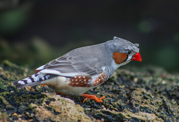 exotic bird 