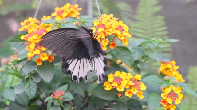 Great Mormon butterfly (Papilio memnon agenor) showing its beautiful wings with black and white wings and red spots, resting on a yellow flower with green leaves in Thailand.
