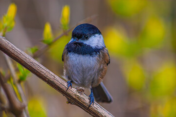 chickadee