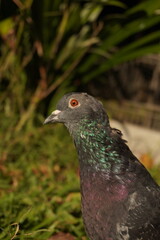 Paloma gris con ojos naranjas en primer plano
