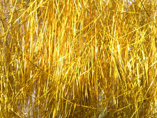 Golden foil tinsel background, Shimmer shiny golden tinsel shred festive, wedding, birthday party, Christmas decorations