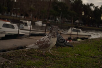 Palomas argentinas en el pasto