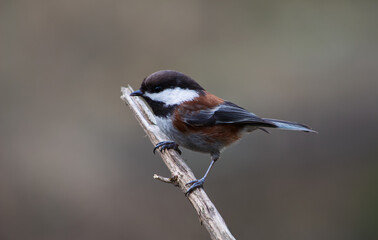 chickadee