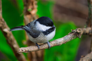 Fototapeta premium chickadee