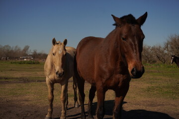 Fototapeta premium Caballos marrones en el campo