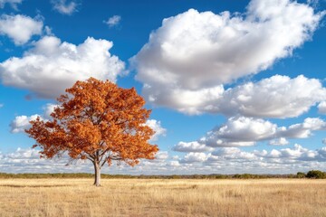 Obraz premium Vibrant autumn tree in golden field under bright blue sky