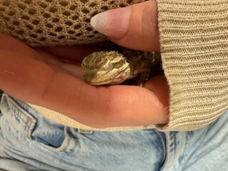Baby lizard  in hands