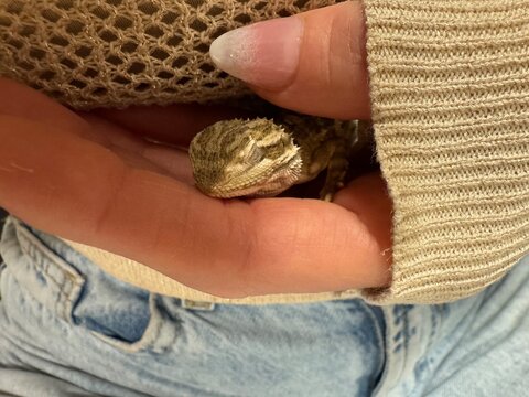 Baby lizard  in hands