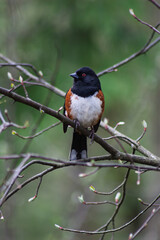 Towhee on a branch