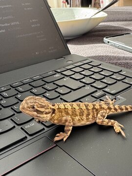 a lizard on a laptop