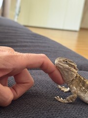 lizard on hand