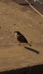 pájaro pequeño gorrión sobre el asfalto