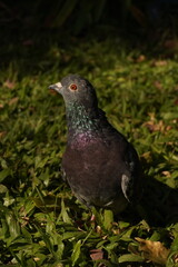 primer plano de perfil de paloma, plumaje con colores