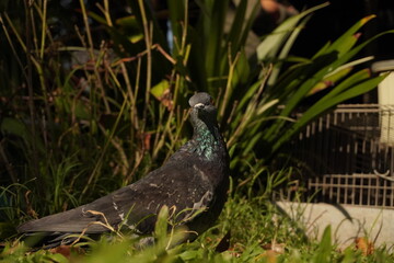 paloma argentina caminando en el pasto