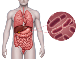 Detailed medical illustration of the human torso, showcasing internal organs and a zoomed-in view of bacteria.