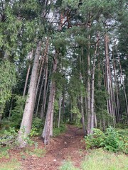path in the forest