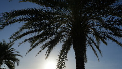 Branches of beautiful palm tree under blue sky in the evening