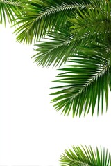 Naklejka premium Vibrant green palm fronds against white background
