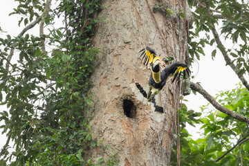 Great hornbill (Buceros bicornis) in jungle khao yai national forest park, Thailand.Hornbill flying surrounded by green leaves.Bird wildlife in the natue.
