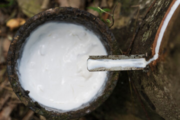 Rubber plantation after harvest in southern Thailand.Milky latex extracted from rubber trees.Hevea...