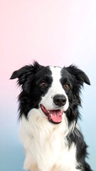 Fototapeta premium Portrait of a happy Border Collie
