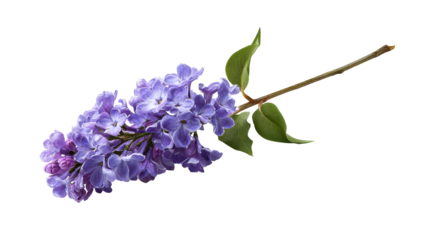 Single Lilac Flower Stem with Blooming Purple Petals on Transparent Background