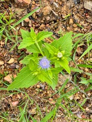 Delicate purple wildflower blooms amidst lush green foliage, a vibrant natural wonder thriving in earthy terrain.