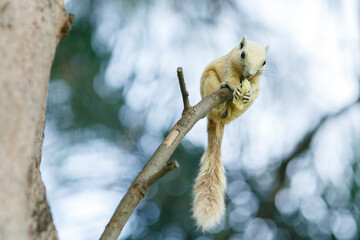 Fototapeta premium A squirrel is climbing a tree and hanging upside down, nibbling on nuts.