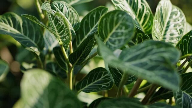 Hybrid Syngonium Plant Foliage with Patterns Resembling Animal Markings and Wildlife Camouflage