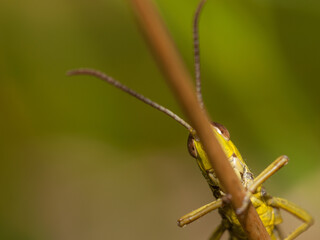 Macro photo of a grasshopper clinging to a plant stem with blurred green background.