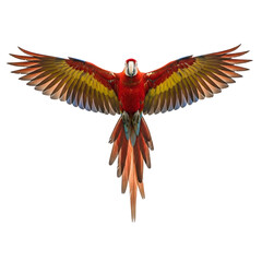 Obraz premium Vibrant scarlet macaw in dynamic flight, wings fully spread, isolated on white & transparent background. Ideal for tropical branding, wildlife conservation, educational content, zoo promotions,