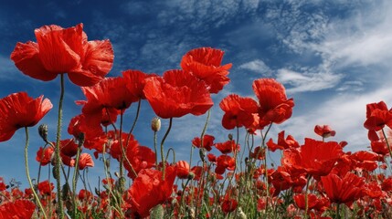 Naklejka premium Vibrant red poppies against a blue sky