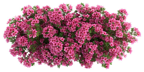 Overhead view of a dense cluster of vibrant pink azaleas