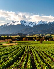 A vast expanse of cultivated fields stretches towards a backdrop of snow-capped mountains, bathed in the warm light of a beautiful sunny day.