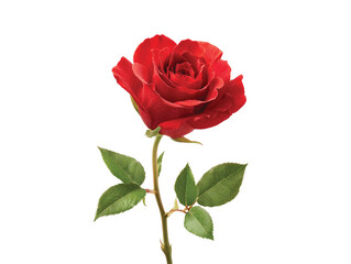 Fototapeta premium Red Rose flower isolated on transparent White background png