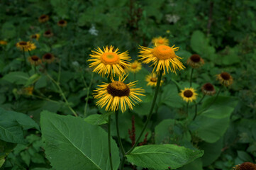 Summer flowering flowers. Telekia speciosa