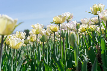 White double tulips in full bloom. Selected focus, horizontal image. Concept of tulip variety selection