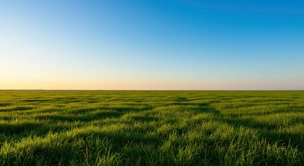 Fototapeta premium A field of green grass under a clear blue sky