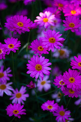 Fototapeta premium Pink and Purple Daisies in Bloom