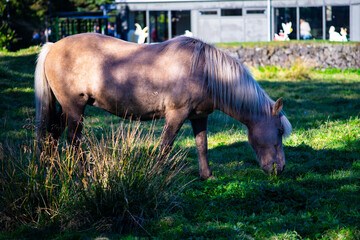 Peaceful Brown Pony Grazing on Green Meadow