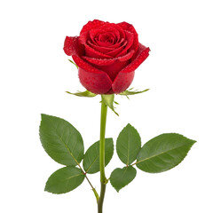 Fototapeta premium Exquisite Red Rose Bloom with Fresh Dew Drops, Elegantly Isolated on White, Symbolizing Love, Passion, and Purity