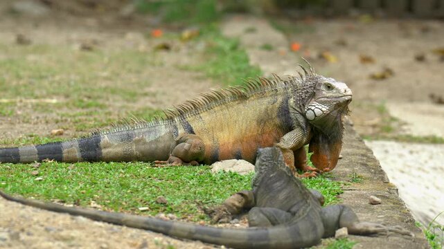 Two iguanas resting on the grass at the zoo. The larger iguana shows detailed skin texture and vibrant natural colors, while the smaller iguana is in the foreground