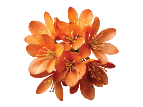 Orange flower isolated on transparent White background png