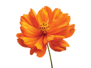 Orange flower isolated on transparent White background png