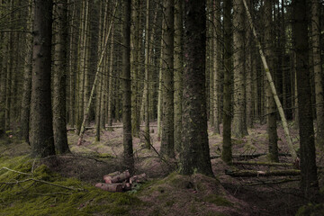 Fototapeta premium footpath in the woods