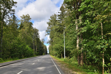 Asphalt road in a beautiful summer mixed forest