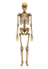 Human anatomy skeleton isolated on transparent background