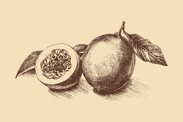 Granadilla illustration in a vintage style. This vector illustration can be used in any size you like for advertising, logos, and other work.